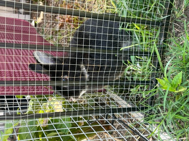 LeRécupéré en don avec son compagnon, la dame s'est vite rendue compte que l'entente entre les deux mâles était impossible !!!!   Elle a donc du se séparer du beau Titi. Titi est arrivé au refuge avec les griffes extrêmement longues ...     Un peu craintif mais tellement mignon   Titi recherche une super famille qui saura prendre soin de lui 